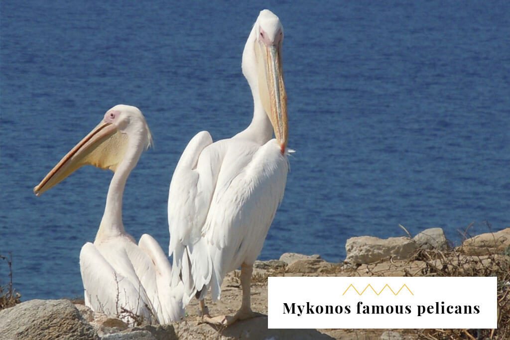 Mykonos famous pelicans