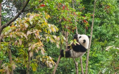7 villes chinoises axées sur la culture