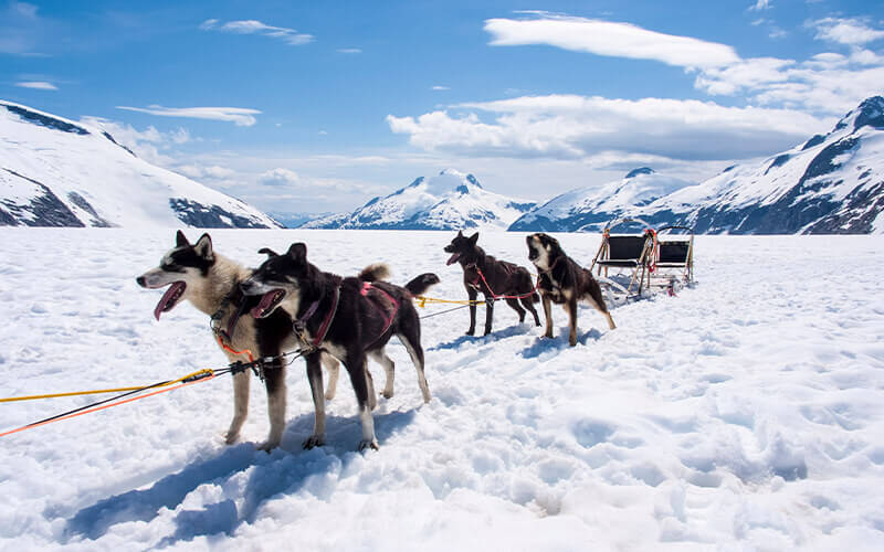 Alaska dog sledding