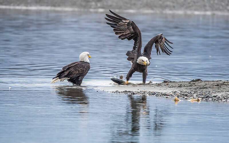 Bald Eagles - Alaska