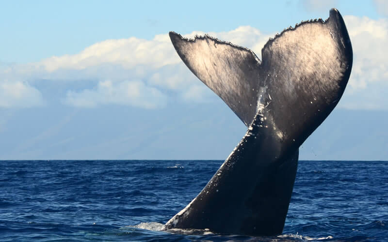 Baleine