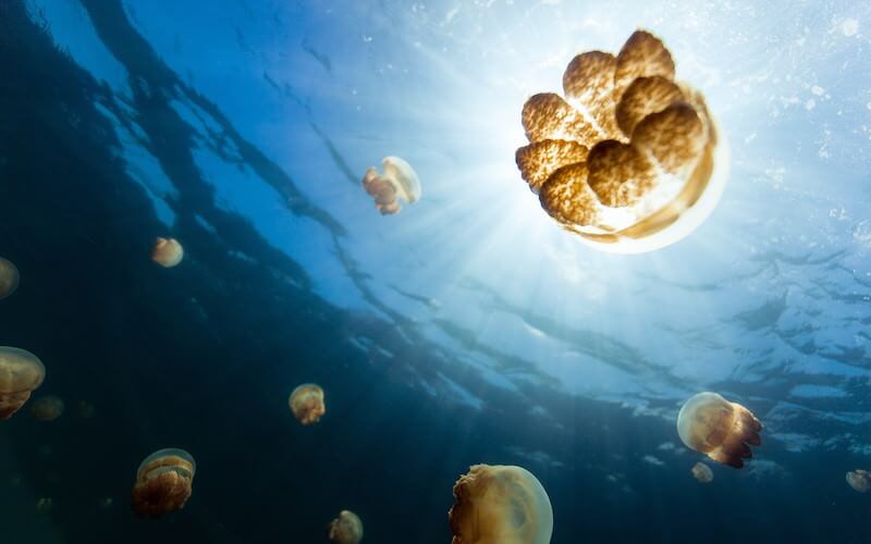 Jellyfish - Palau