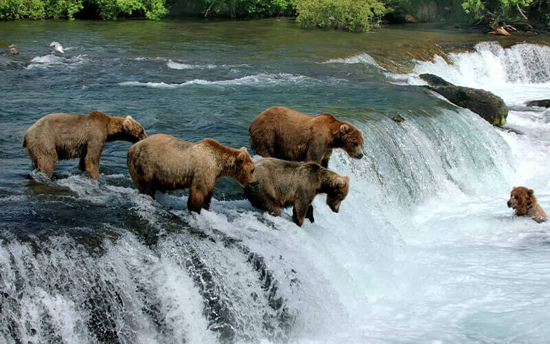 Katmai National Park - Alaska