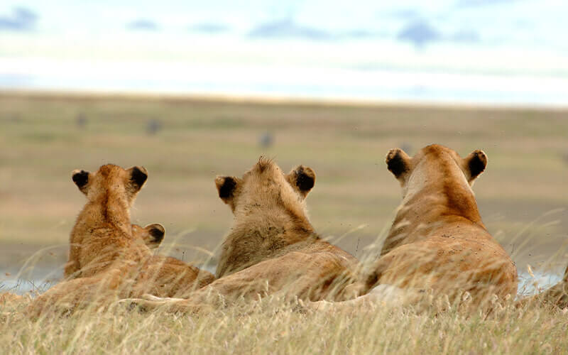 KopeLion Project - Ngorongoro - Tanzania