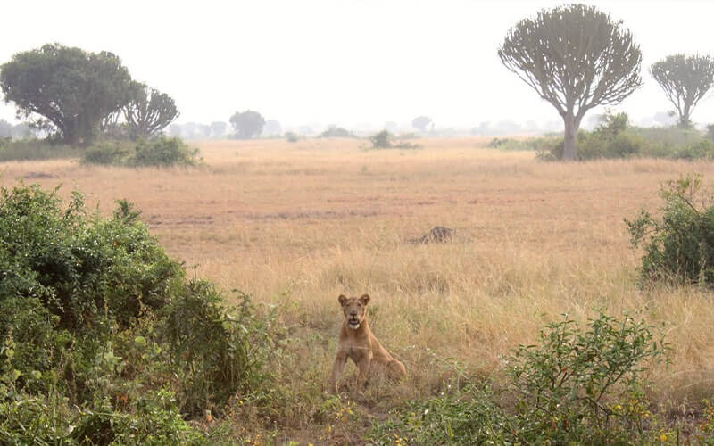 Queen Elizabeth National Park - Uganda