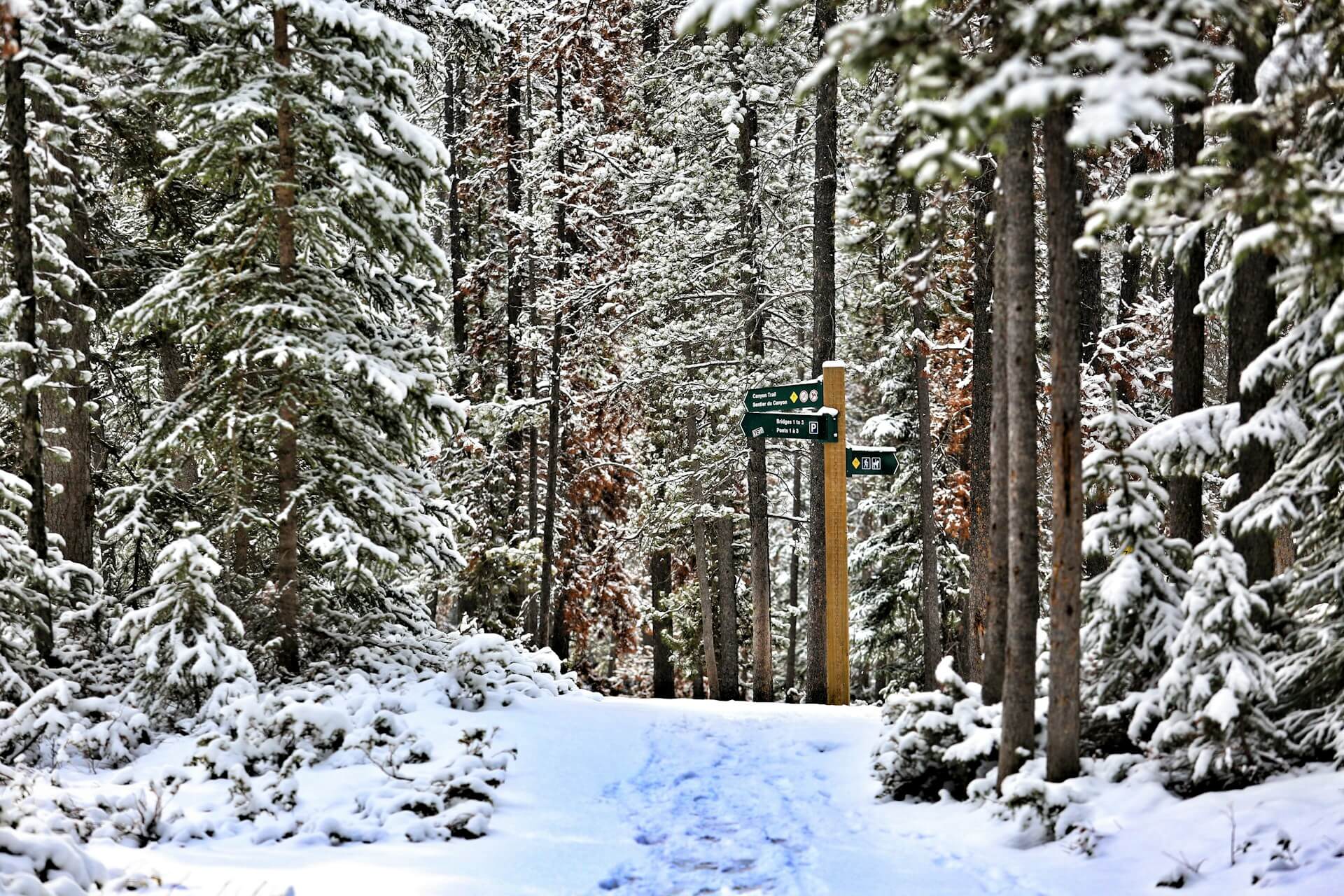 Chemin neige - Jasper - Alberta