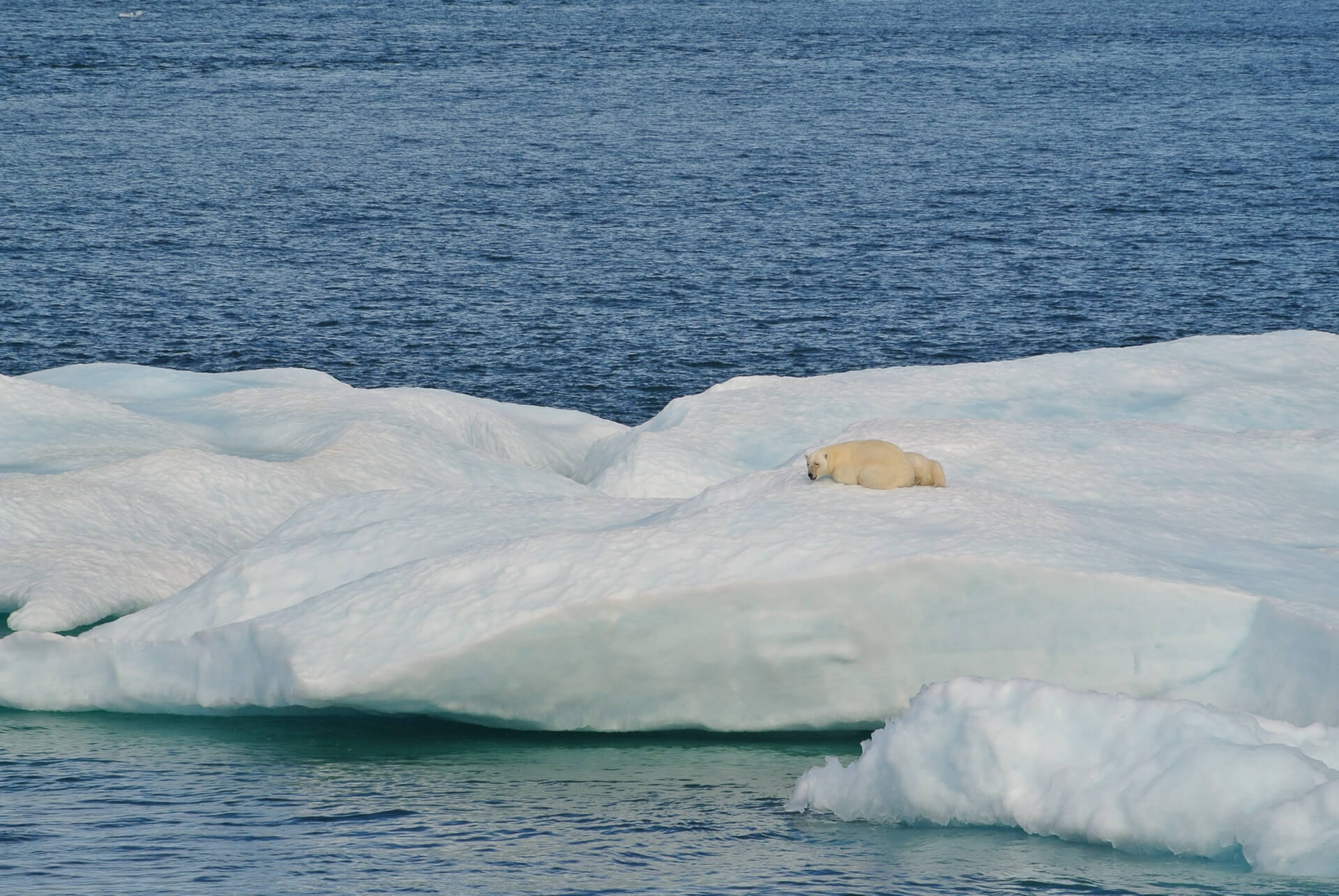Polar Bear - Svalbard