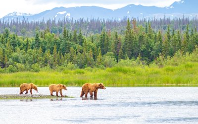 L&rsquo;Alaska : Le Plus Sauvage des « Pourquoi »