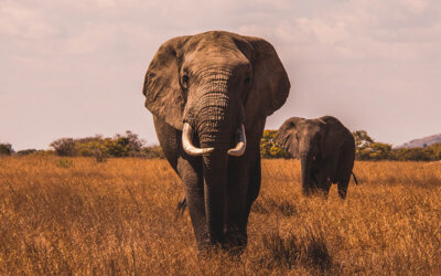 Sustainable Tourism: Perceptions, Practices, and Realities