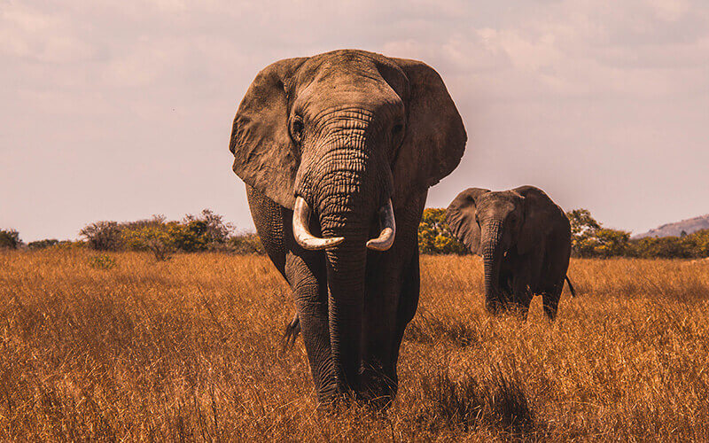 Tourisme Durable : Perceptions, Pratiques et Réalités