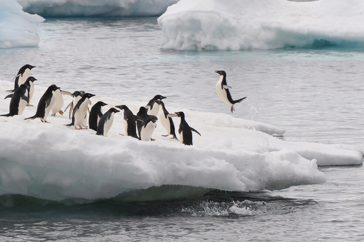 Pingouins - Antarctique