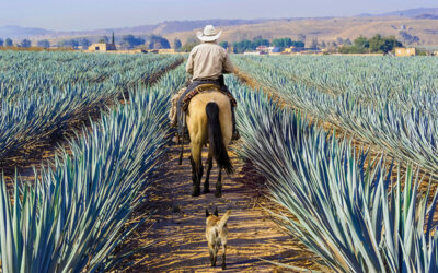 The Magical Land of Tequila