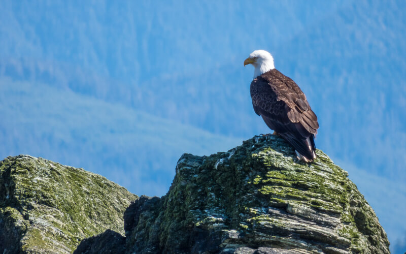 Pygargue à Ttete Blanche - Alaska - États-Unis
