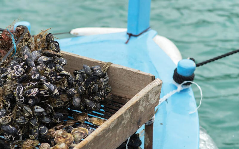 Huîtres et moules - Mali Ston - Croatie