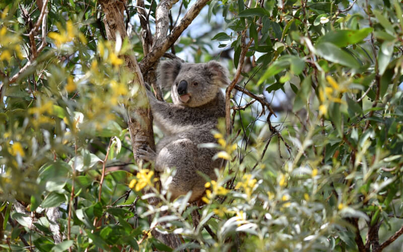 Sauver les Koalas dans le Queensland