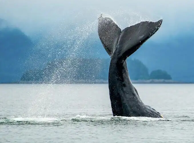 Baleine - Alaska - États-Unis